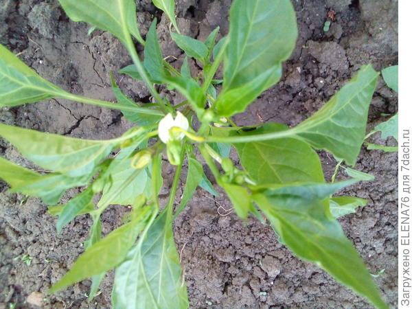 Перец острый Тещин язык