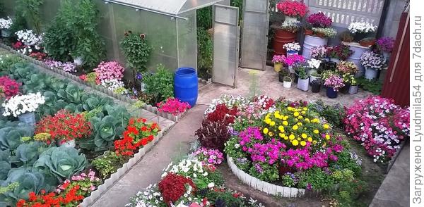 Мои цветы. Любимицы - петунии