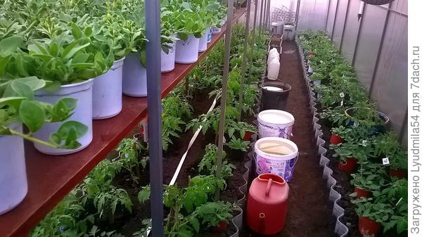 Ирина, у меня отдельного фото петунии перед пересадкой нет, но на этом фото с левой стороны на верхнем стеллаже петунии перед высадкой.