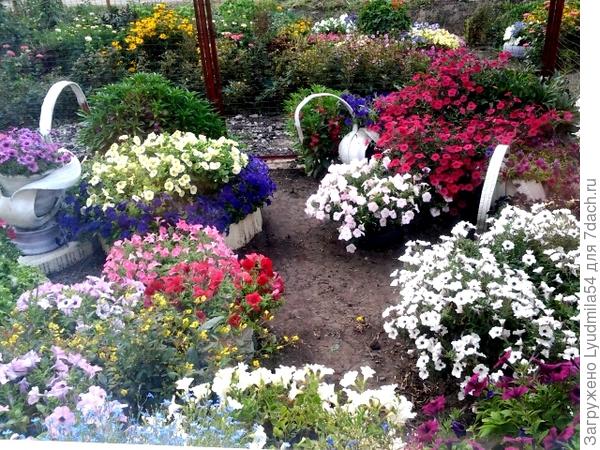 И снова петунии.