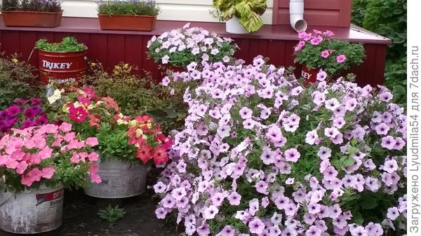 На переднем плане Сильвер