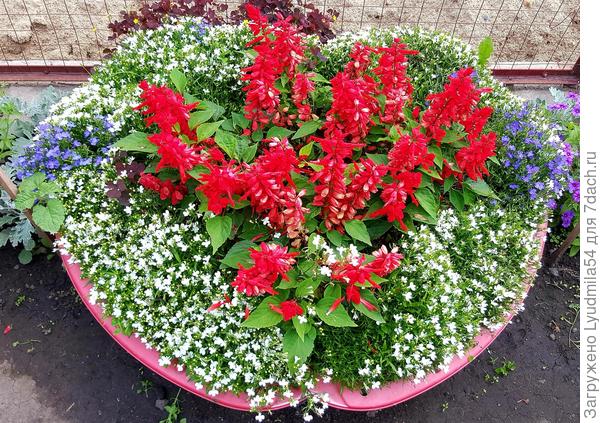 Сальвия и лобелия тоже хорошо смотрятся