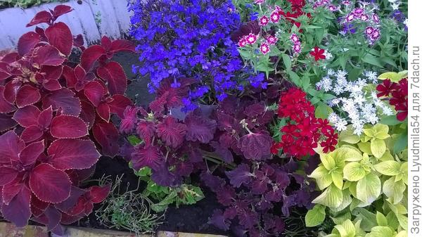 И на клумбу