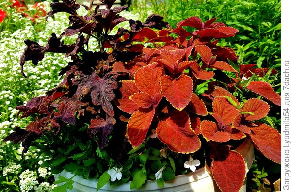 То же в ведре