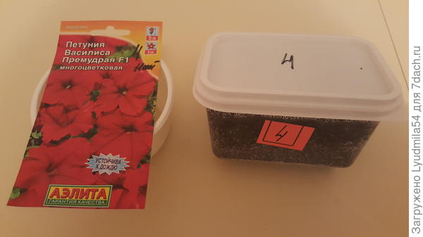 посеянная петуния
