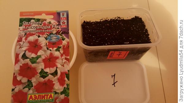посеянная петуния
