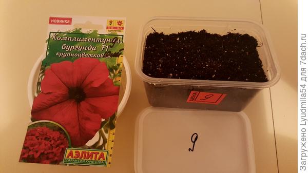 посеянная петуния
