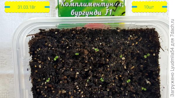всходы 31.03.18г