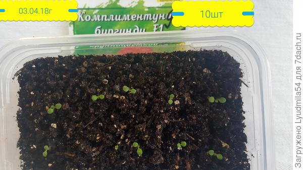 всходы 03.04.18г.
