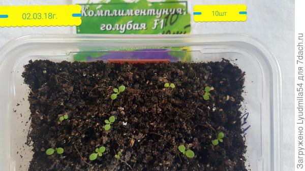 всходы 02.04.18г.