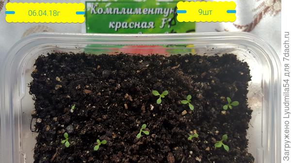 всходы на 06.04.18г