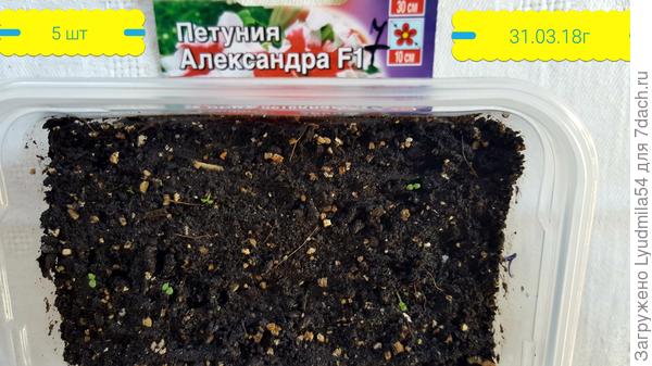 всходы 31.03.18г