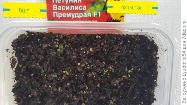 всходы 03.04.18г.