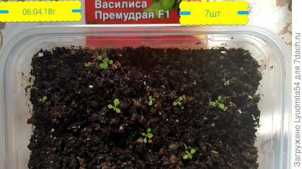всходы 06.04.18г