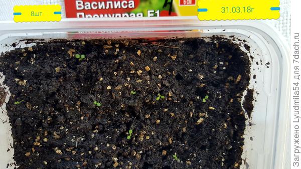 всходы на 31.03.18г