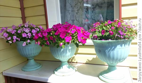 и еще бальзамины