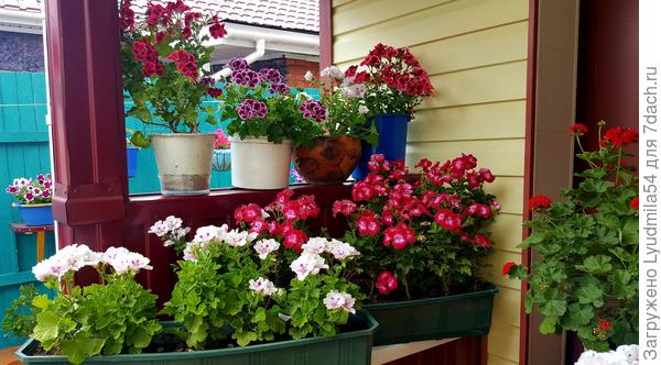 Мои королевки