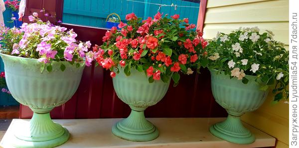 бальзамины