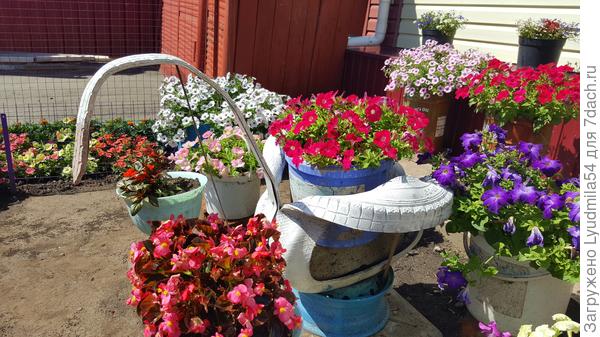 и еще петуния