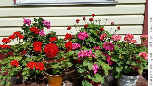 Пеларгонии зональные