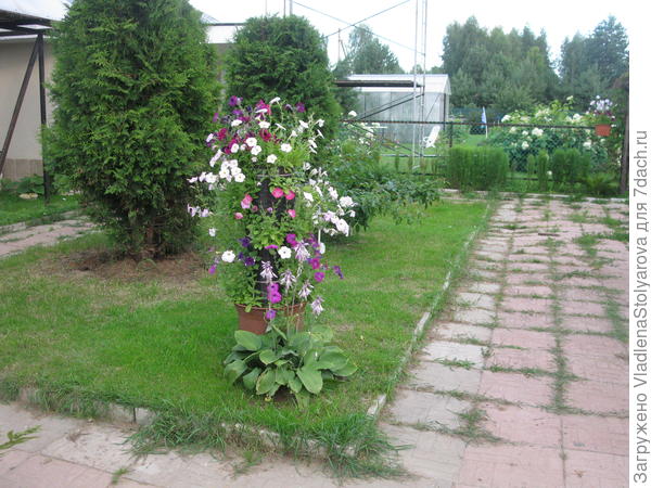 Это мои красавицы в том году.