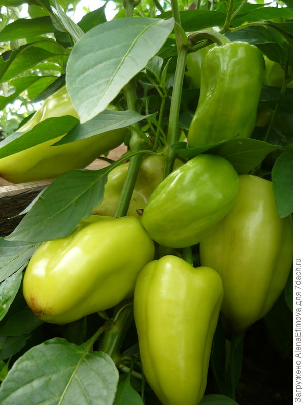 Мой перец (урожай 2017)