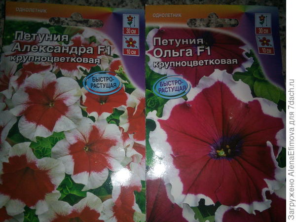 Петуния крупноцветковая