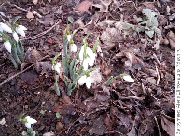 Подснежники расцвели