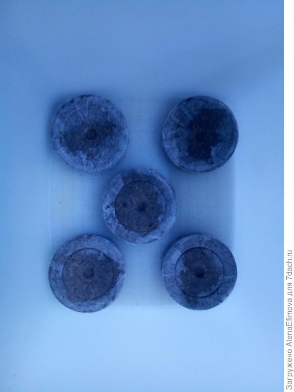 Торфяные таблетки Джиффи