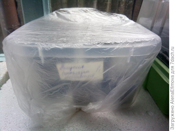 Контейнер с петуниями