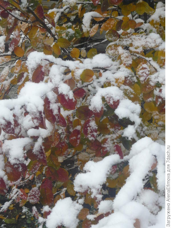 Первый снег