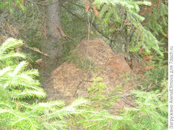 Муравейник