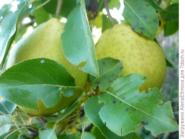 Груша