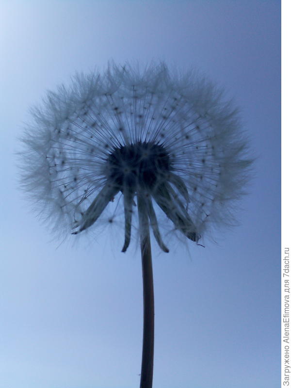 Одуванчик, к полету готов!