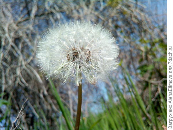 Уже не солнышко, но красив!