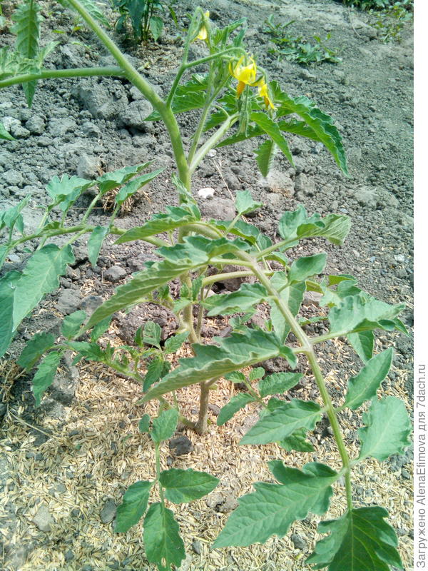 Цветёт томат