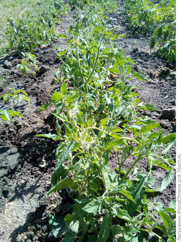 Стоят без подвязки