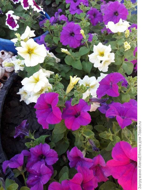 В компании с