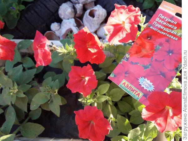 Сходство с упаковкой