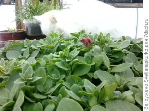 Петуния сезон 2017, в теплице с помошником)