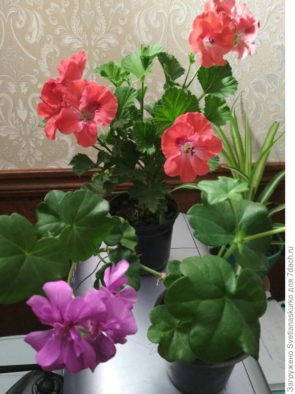 Королевская пеларгония