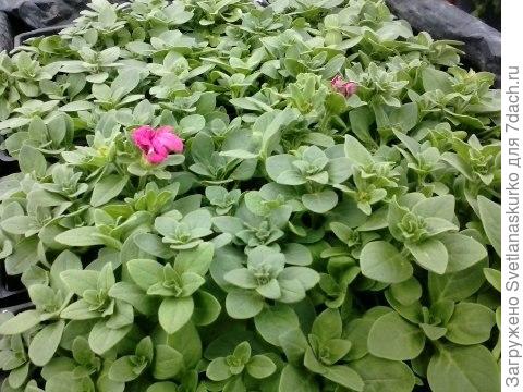 Петуния сезон 2017