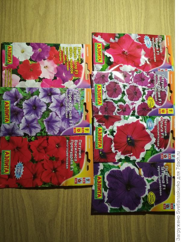 Крупноцветковая и многоцветковая петунии