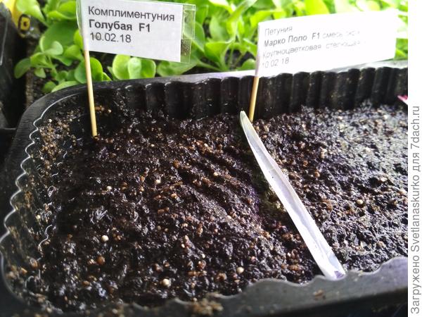 Контейнер с тестируемыми семенами.