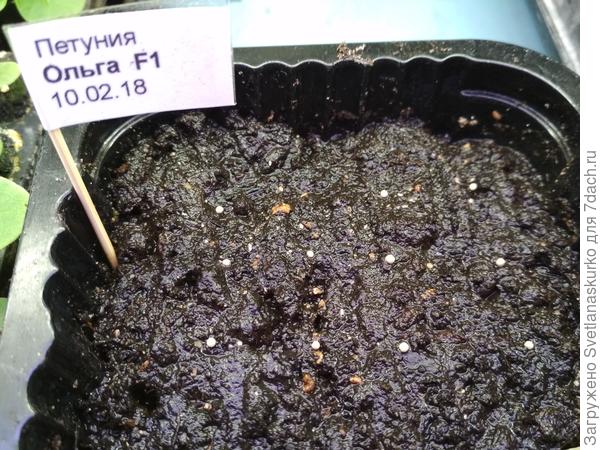 контейнер с тестируемыми семенами.