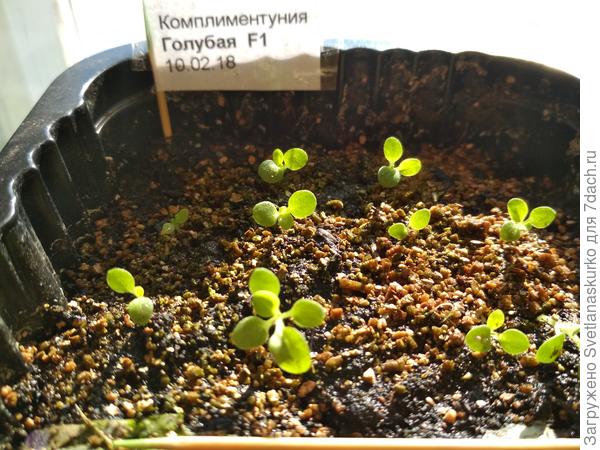 Первые настоящие листочки, 14 день с момента посева.