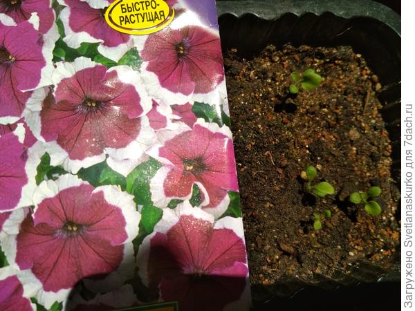 всходы петунии Анастасия F1 четыре штуки.