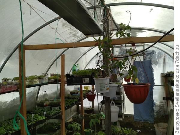 теплица