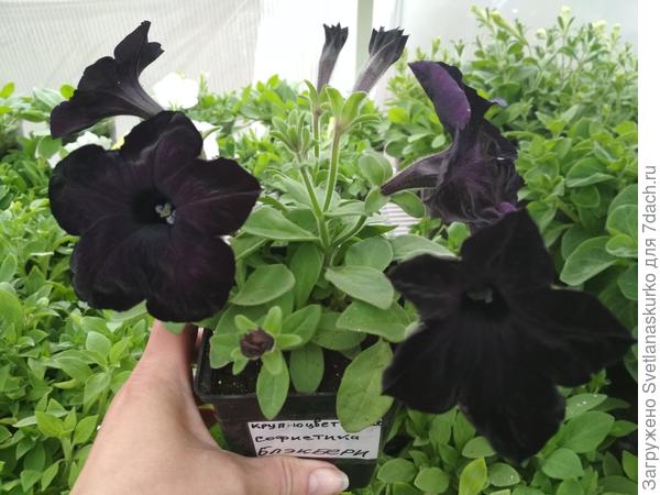 Петуния Блекбери