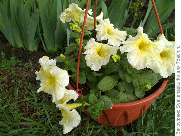 Комплиментуния